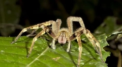 Brazylijskie wędrujące pająki